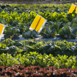João Eustáquio De Almeida Junior explica como o manejo integrado de pragas é fundamental para uma agricultura mais eficiente, sustentável e produtiva.