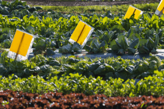 João Eustáquio De Almeida Junior explica como o manejo integrado de pragas é fundamental para uma agricultura mais eficiente, sustentável e produtiva.