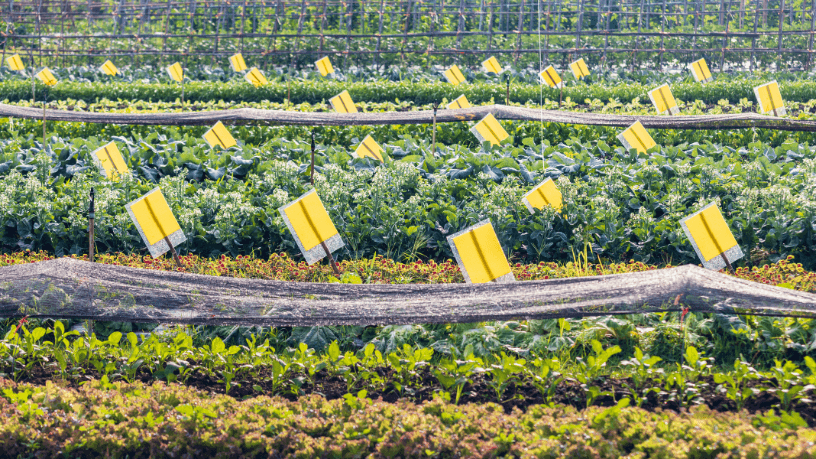 Entenda, com João Eustáquio De Almeida Junior, o que é o manejo integrado de pragas e por que ele é essencial para proteger lavouras e otimizar resultados no campo.